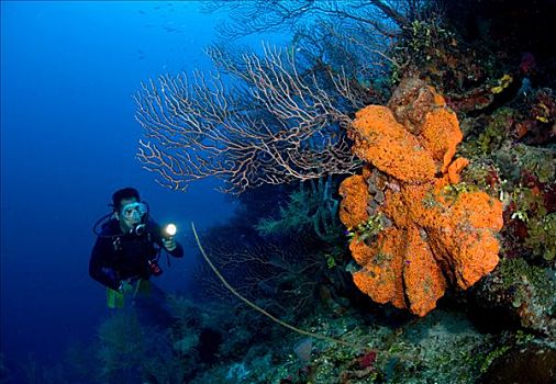 珊瑚礁,场景,潜水