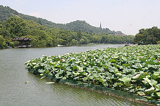 杭州西湖风光