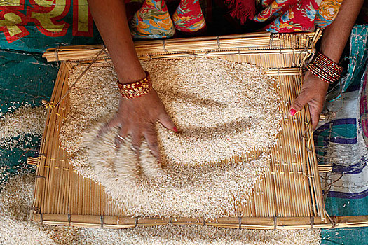 印度,女人,分类,米饭