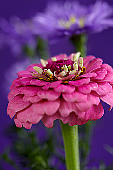 粉色,百日草,紫罗兰,模糊背景