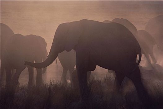 非洲象,牧群,云,灰尘,纳米比亚