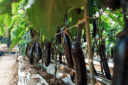 羊城广州初冬农科院菜园里的紫色茄子