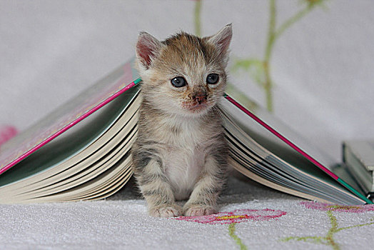 家猫,坐,书本