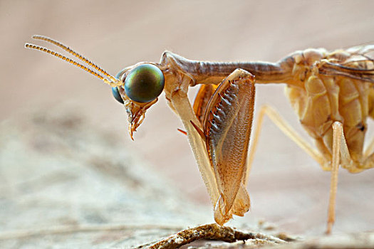螳螂,西印度群岛,加勒比