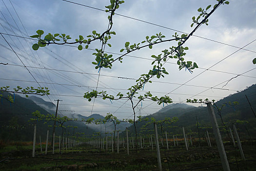 田园,菜地