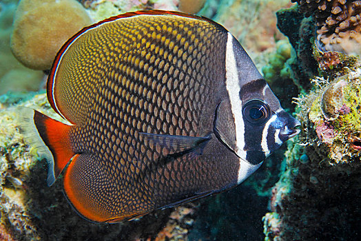 蝴蝶鱼,阿里环礁,马尔代夫,亚洲