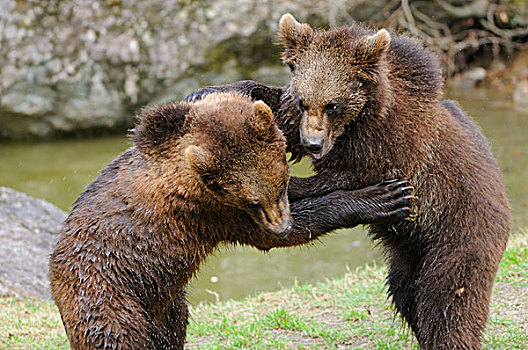 幼兽,棕熊,巴伐利亚森林国家公园,德国