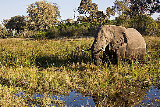 非洲,大象,萨维提,乔贝国家公园,博茨瓦纳