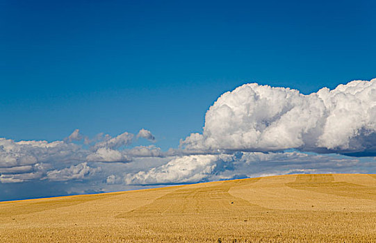 孤单,鸟,大,地点,小麦,茬地,生动,云,天空