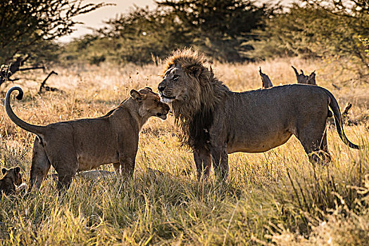 狮子,一对,乔贝国家公园,博茨瓦纳,非洲