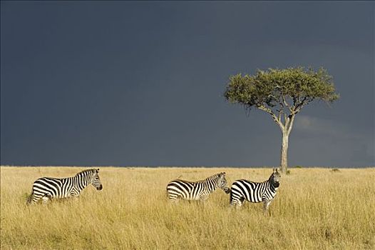肯尼亚,马赛马拉国家保护区,白氏斑马,室外,马赛马拉,雷雨天气