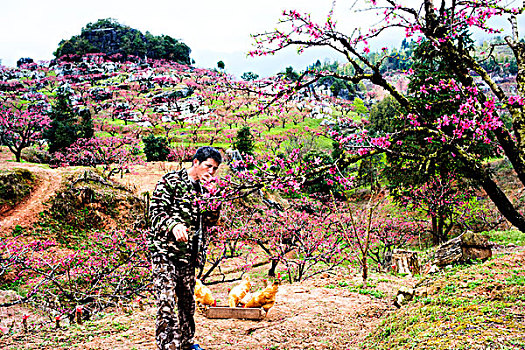 连平,桃花,鹰嘴桃,桃林