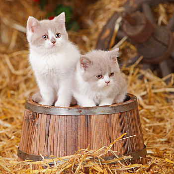 英国短毛猫,猫,两个,小猫,6星期大,坐,木质