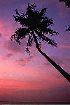 棕榈树,日落,印度