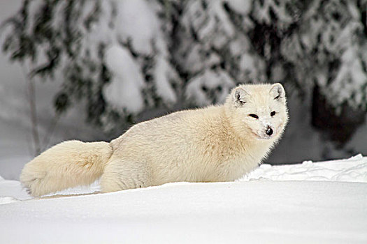 北极狼,雪,狼,白色,灰狼,拉普兰,瑞典