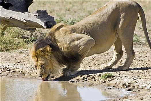 狮子,喝,水坑,南非,非洲