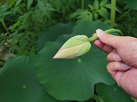 盛开的荷花