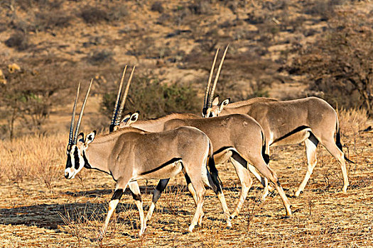 几个,东方,非洲,长角羚羊,连续,萨布鲁国家公园,肯尼亚