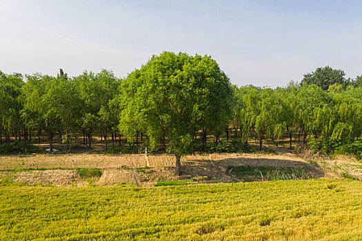 济南黄河岸边的麦田和森林