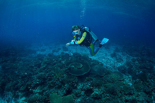 潜水,珊瑚礁,检查,深度,计量器,南海,菲律宾,亚洲