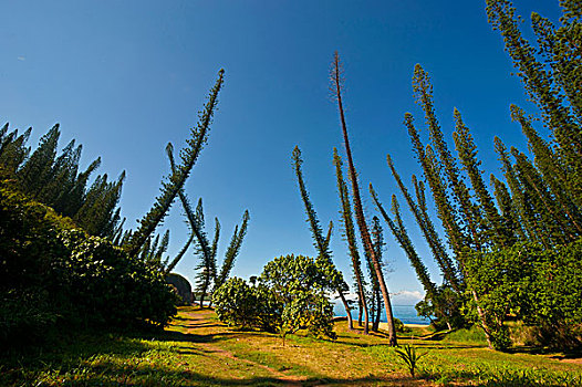 松树,湾,西部,海岸,新喀里多尼亚,美拉尼西亚,南太平洋