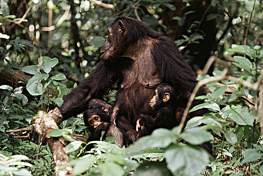 坦桑尼亚,冈贝河国家公园,黑猩猩,相似,大幅,尺寸