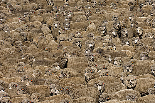 家羊,绵羊,成群,混合,毛织品,羊肉,福克兰群岛