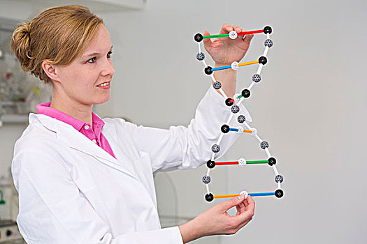 女性,科学家,基因,分子,模型,实验室