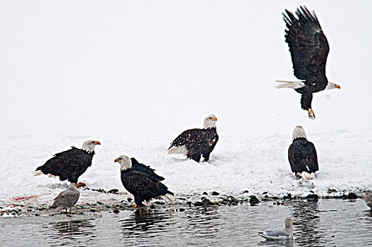 美国,阿拉斯加,海恩斯,十一月,契凯特白头鹰保护区,白头鹰,湖,岸边