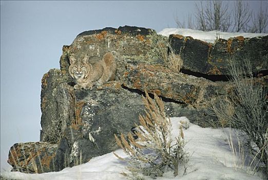 美国山猫,短尾猫,成年,保护色,岩石上,爱达荷