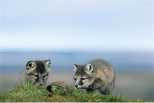 北极狐,幼仔,看,动物,困境