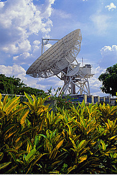 碟形卫星天线,叶子,靠近,加拉加斯,委内瑞拉
