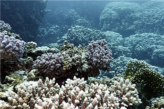 珊瑚礁,珊瑚,仰视,热带,海洋