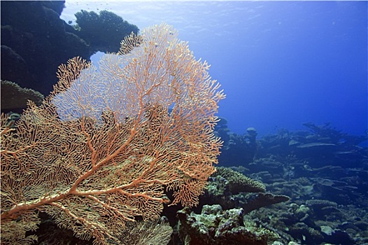 巨大,柳珊瑚