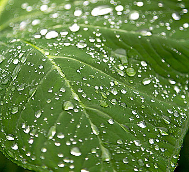 叶子,雨,背景,壁纸