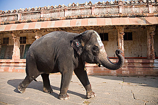 大象,走,正面,柱廊,印度