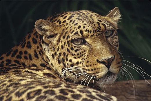 豹,肖像,非洲,圈养动物