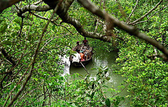渔民,圆,狭窄,溪流,孙德尔本斯地区,红树林,树林,湾,孟加拉,世界遗产,西孟加拉,印度,十月,2005年