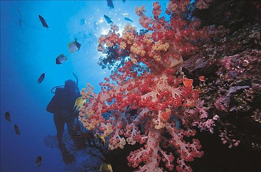 后面,软珊瑚,鱼,所罗门群岛,太平洋,海洋动物,水下,假日,动物