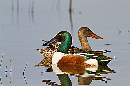 北方,琵嘴鸭,雄性,雌性,湿地,伊利诺斯,美国