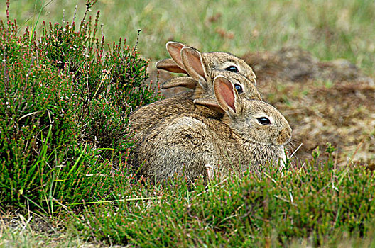 欧洲兔,兔豚鼠属,三个,费吕沃,国家公园,格尔德兰,荷兰