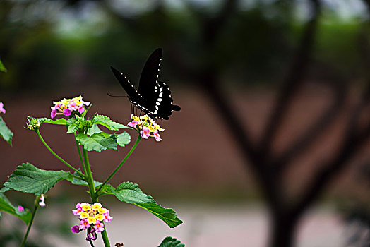 蝴蝶与花,五色梅