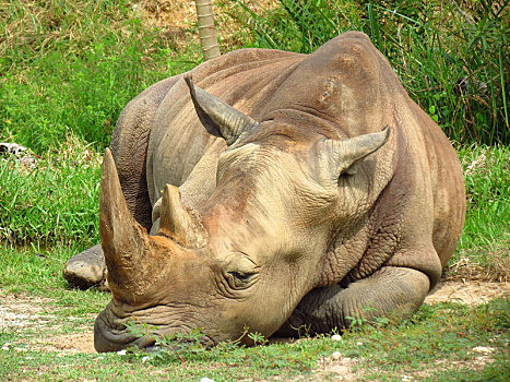 犀牛,睡觉