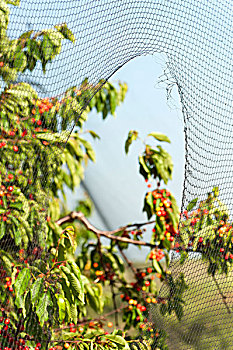 网,遮盖,樱桃树