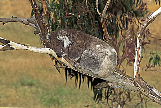树袋熊,成年,休息,澳大利亚