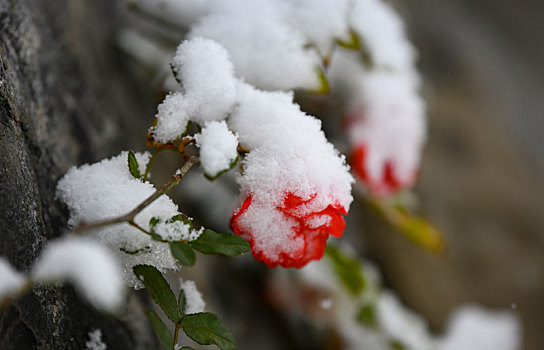 重庆酉阳,雪中月季花娇艳