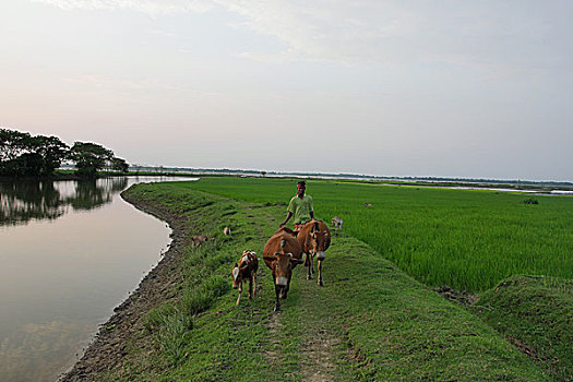 农田,孟加拉,十月,2008年