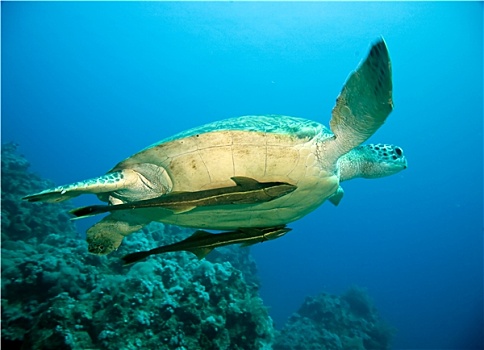 雄性,绿海龟