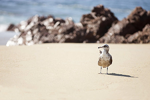 海鸥,北下加利福尼亚州,墨西哥