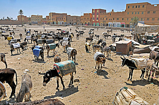驴,停车场,摩洛哥,非洲